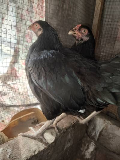 Kurak quality females