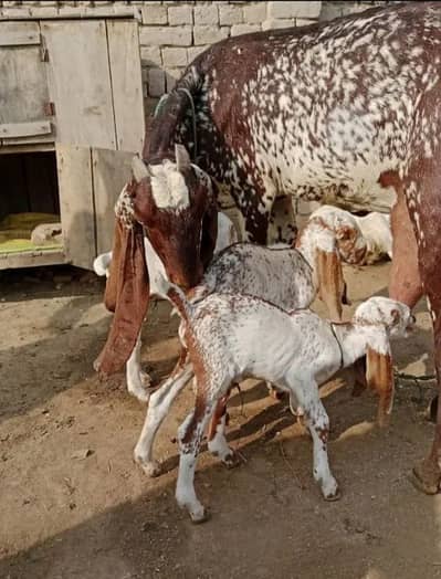 desi Bakri for sale teen bacchon wali 03405796364