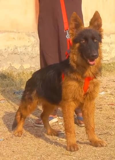 German shepherd dubble coat female for sale