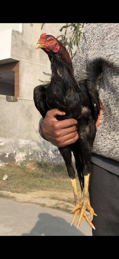 Pure ASeel High Quality