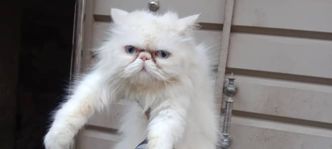 Peki|Peke Female high quality rady to breed