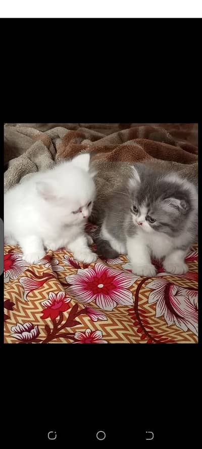 persain punch face kittens for sale