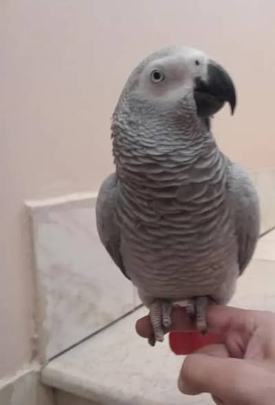 African grey parrot Hand tamed0314/1372/694 WhatsApp