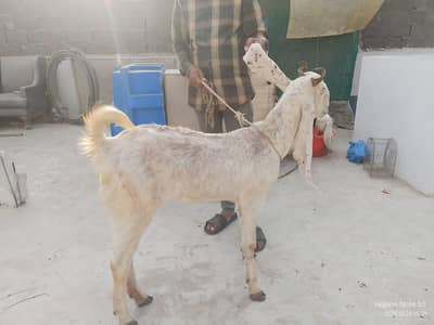 Gulabi Kamori cross bakri for sale total 5 bakri hain