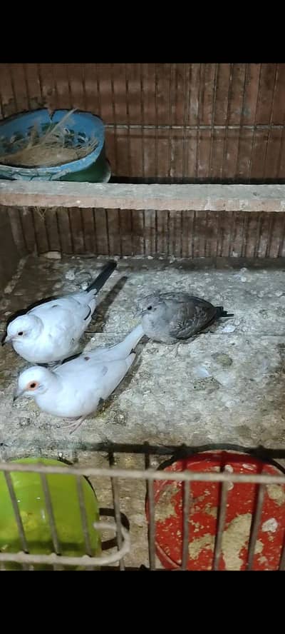 diamond dove breeder pairs