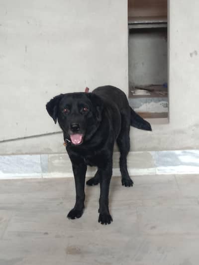 Labrador Retriever | Labra dog | Black Labrador | Dog | Labrador
