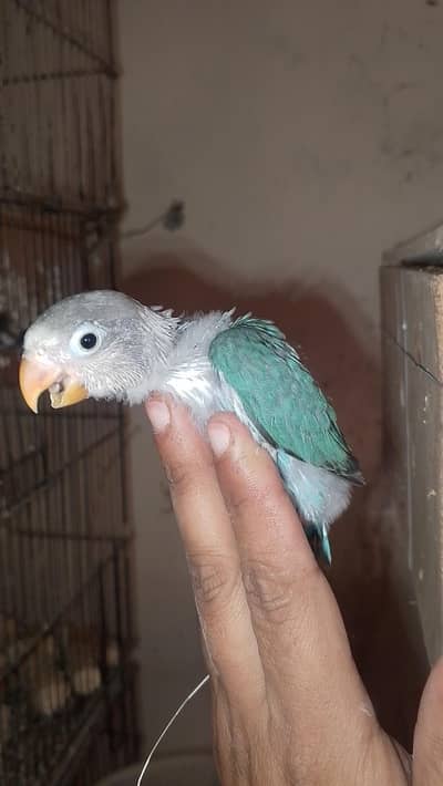 love birds or cocktail chicks available read full ad plz