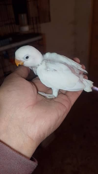 love birds or cocktail chicks available read full ad plz