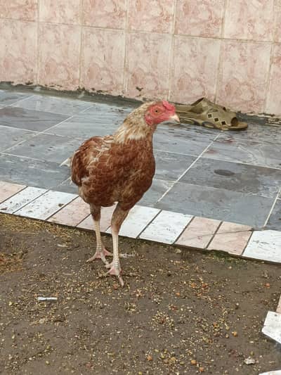 aseel patha  and 2 pathian for sale