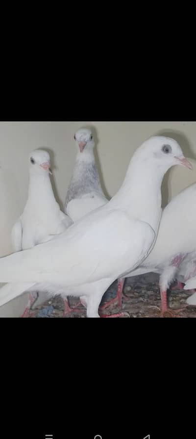 low flaying pigeons available
