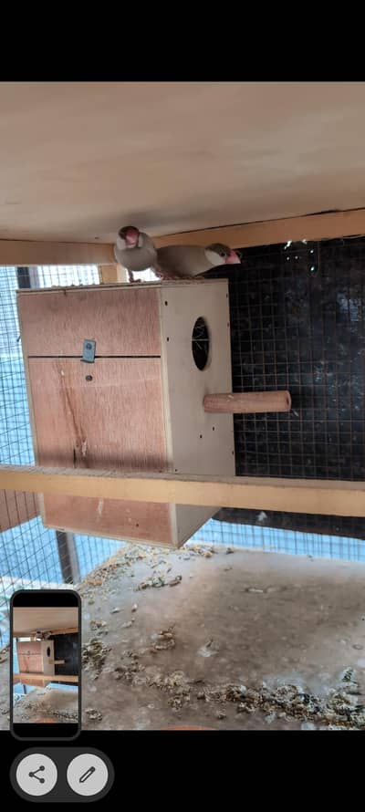 Faw jawa,silver jaws, Lutino Goldian,white Benglize