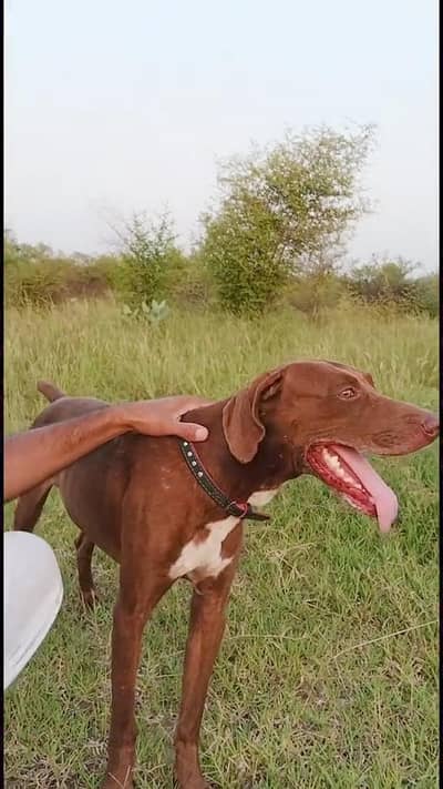 jerman pointer forsale full trained