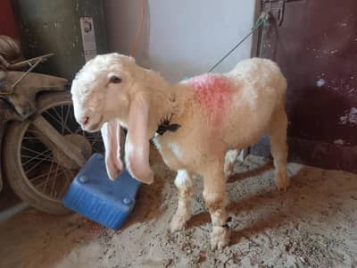 larkana and balochistani sheep