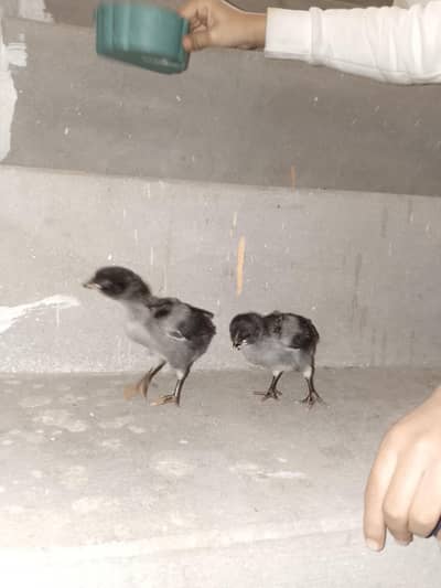 thai chicks available