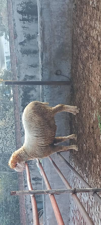 Mundra Chatra Bakra for sale