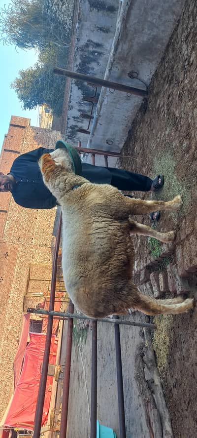 ssheep | mundre | mundra chatra | bakra |Top quality/sheep