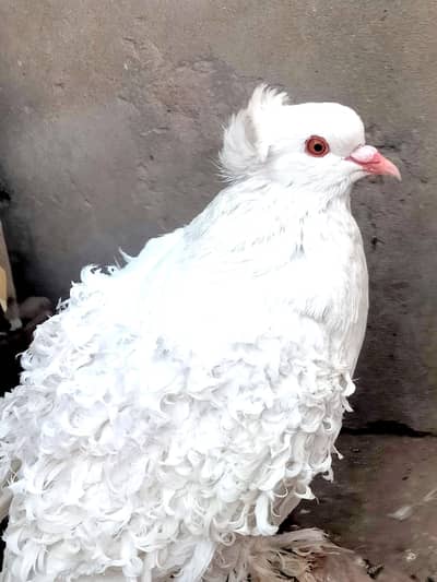 Frill Back Patha For Sale