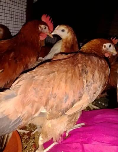 Golden Desi Misri Hens