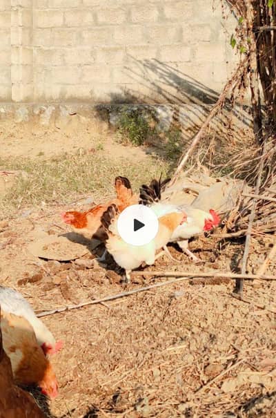 desi eggs laying fresh hens