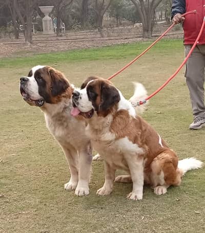 Saint bernard young available for new homes