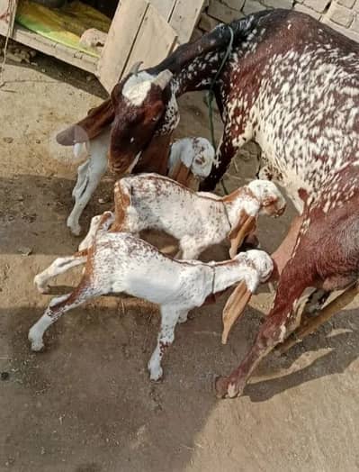 desi Bakri for Sale Call 03327415379