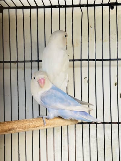 Love bird pairs