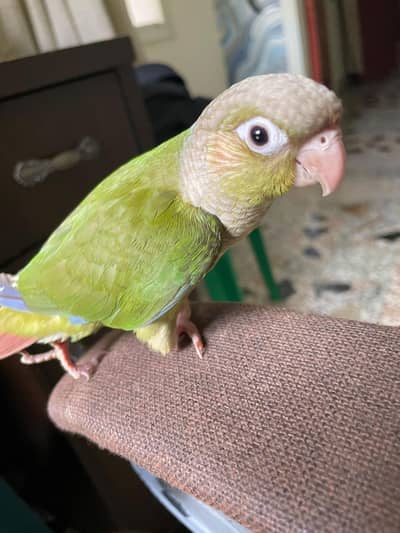 pineapple conure