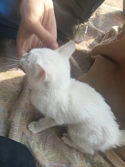 white cat for sale
