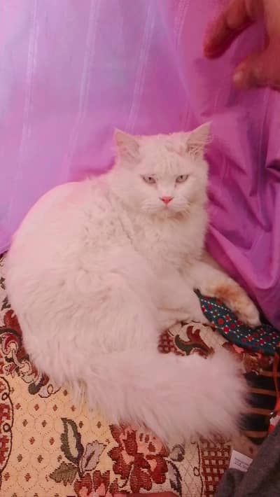 Persian cat for sale