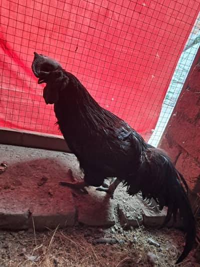 Ayam Cemani Breeder