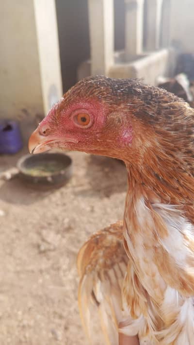 Aseel pathi for sale 5 6 months ki hai buht achi pathi ha