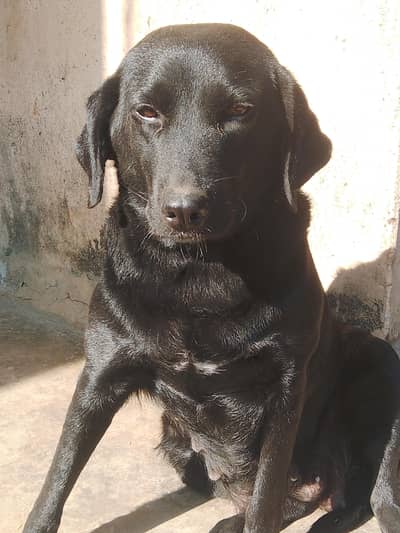 sell labor dog female location topi kalabat