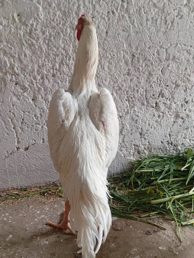 pure german king oh shamo breeder male | long hieght paper white