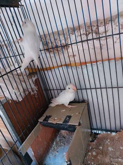 Cream eno, Albino, Deceno patha pathi avaliable in lahore