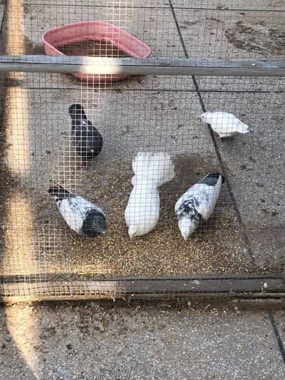 lukay and other pigeons for sale.