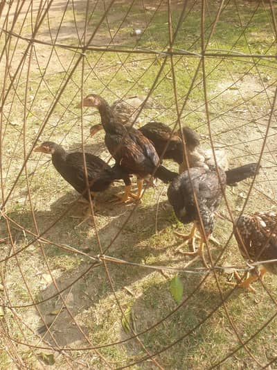 japnese burmi chicks