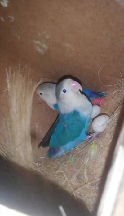 Top Quality Lovebird Breeder Pair For Sale with Eggs & Box 03165389186