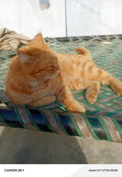 Ghr .  main. Sharo sy rkhe hain