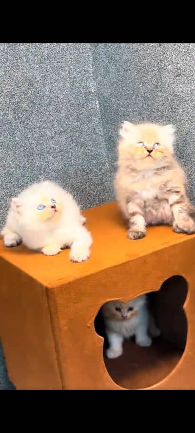pure Persian cat Ka Pure health active aur vaccinated