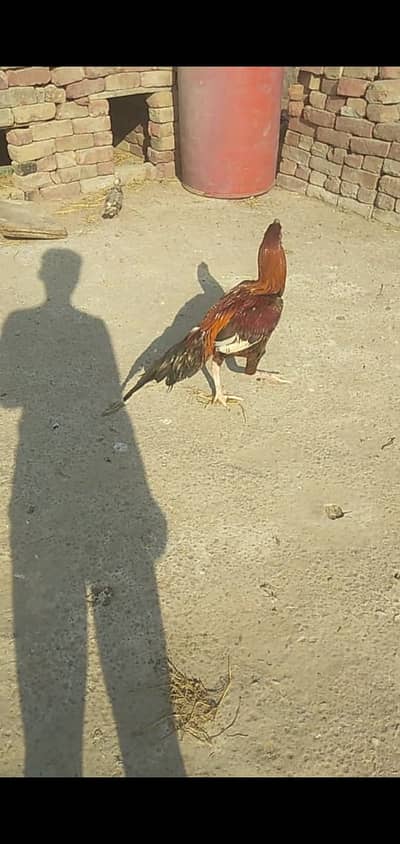 aseel sindhi patha or mianwali aseel pair or aseel reza patha