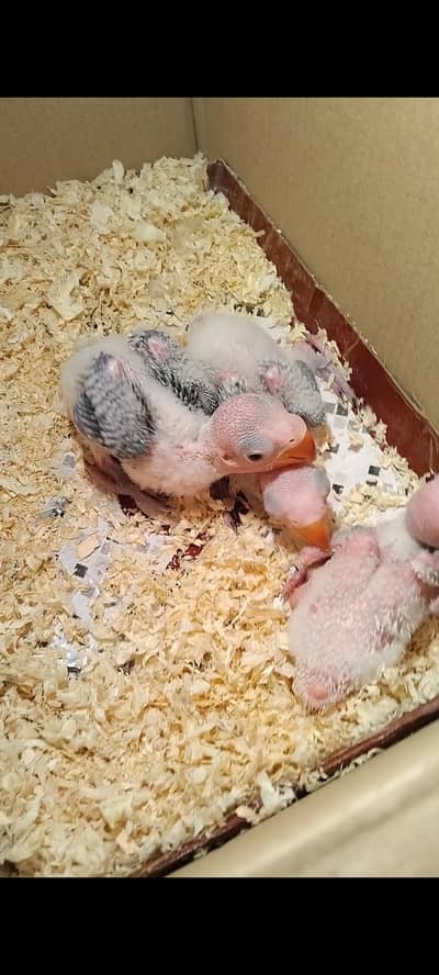 raw parrot jambo size chicks 03240045535