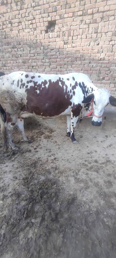 ghabban gaaye 14'15 din Sony mein