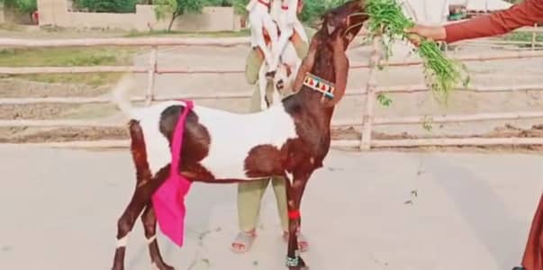 2 bacchon wale bakri for sale Call+-03460421993