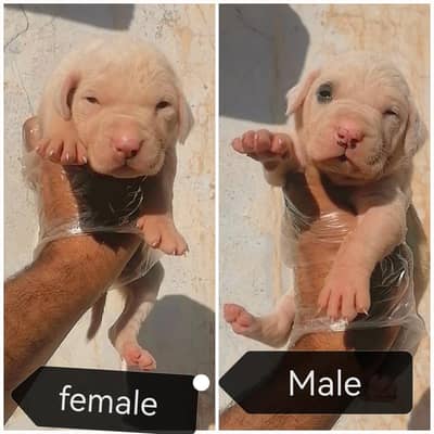 top quality gultair puppies pair for sale
