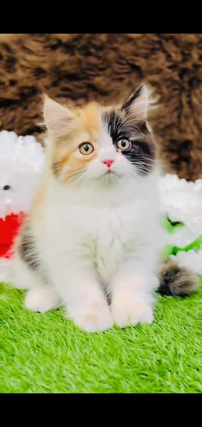 pure Persian cat vaccinated healthy active