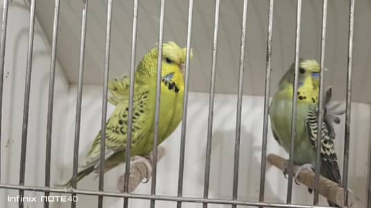 Exhibition Hagoromo Working Pair