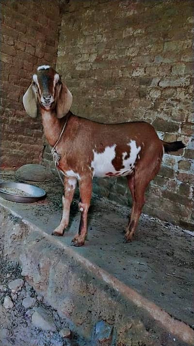 two goats for sale