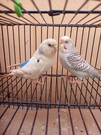 UnderSize Australian Parrot Breeder Pair
