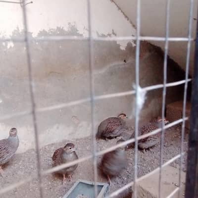 tkhni tetar pyr or 3 pthy