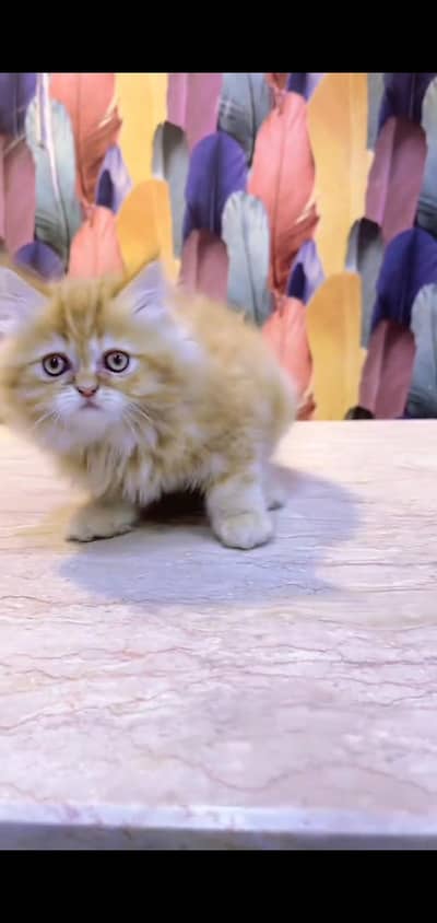 pure Persian kitten aur vaccinated triple long coted and littler trend